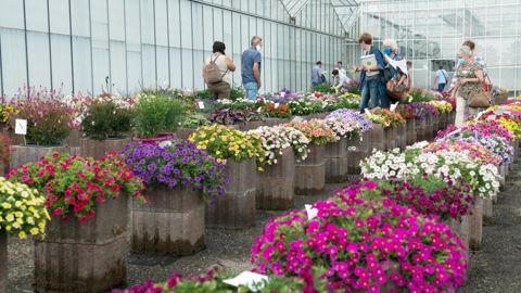 Lors d’une journée à Cernay les Ets Ducrettet ont mis en avant leurs essais comparatifs, soit une palette d’obtentions florales (plus de 300 cultivars des obtenteurs Danziger, Benary, Beekenkamp). ©Ducrettet